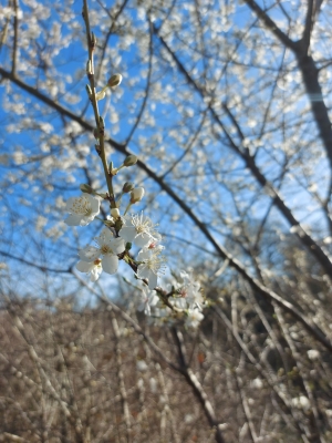 Winter tree ID course_Amy Flower_02032026 (115).jpg